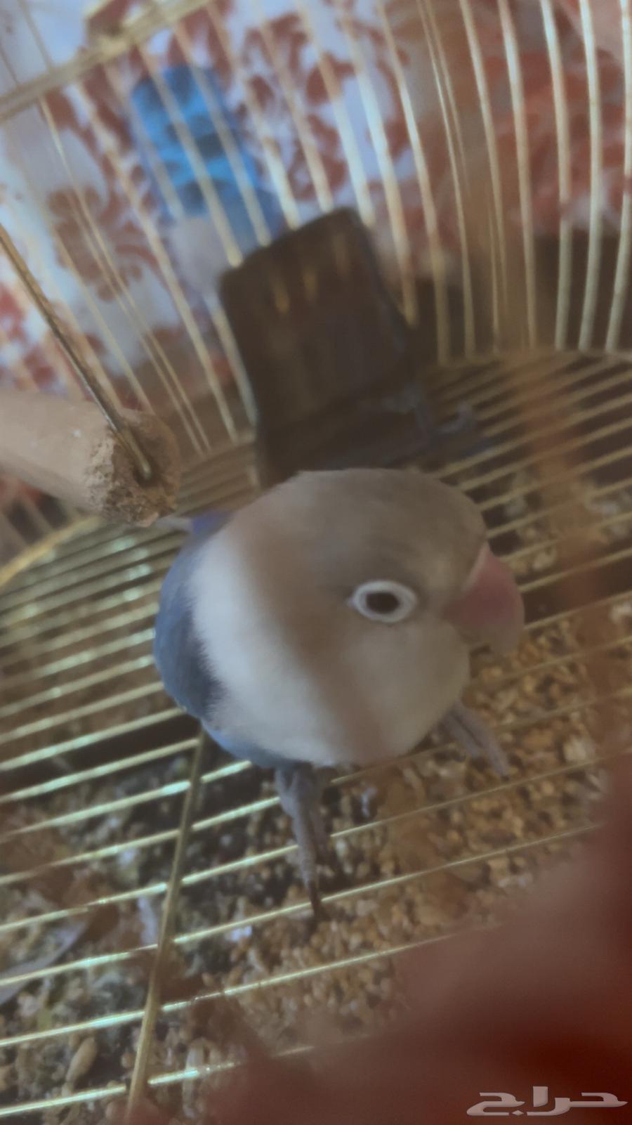 A bird for a nice day mention and nothing in it price 22564507557275521110