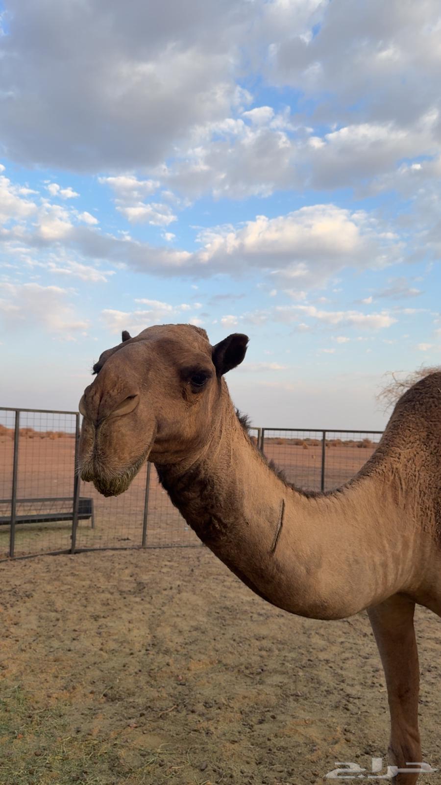 ناقة صفرا طيبه للبيع64506146462595112