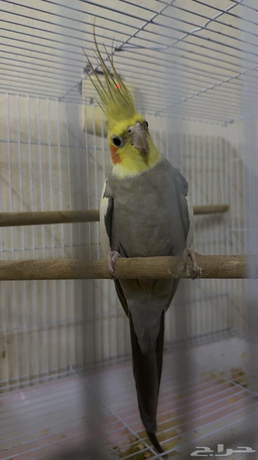 للبيع كروان64508943731714112