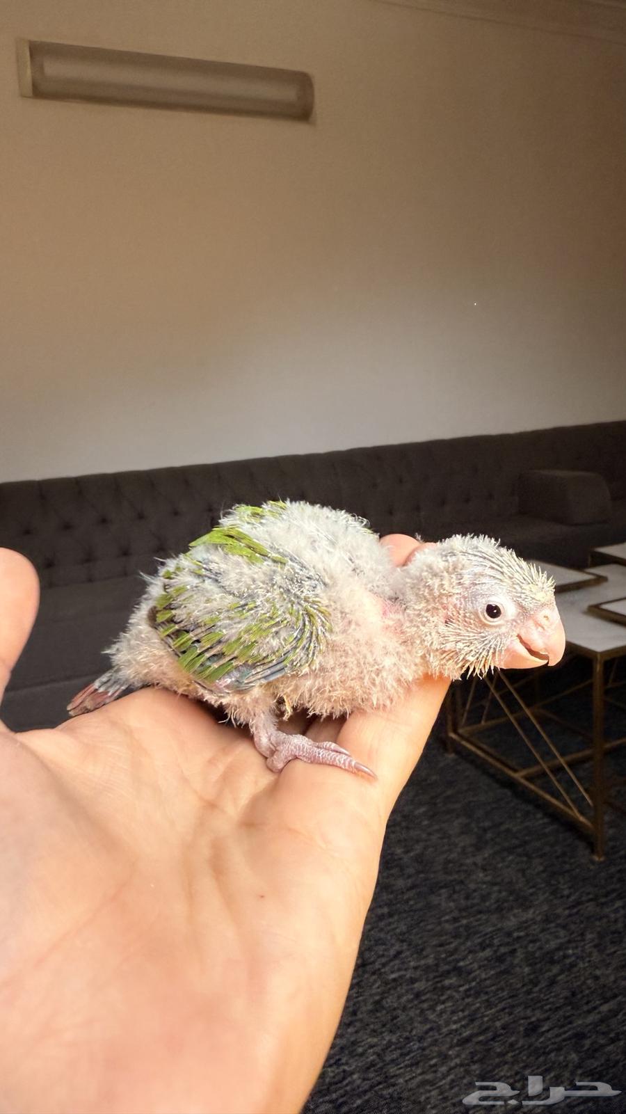 فروخ كنيور للبيع او للبدل المناسب64504283064833110