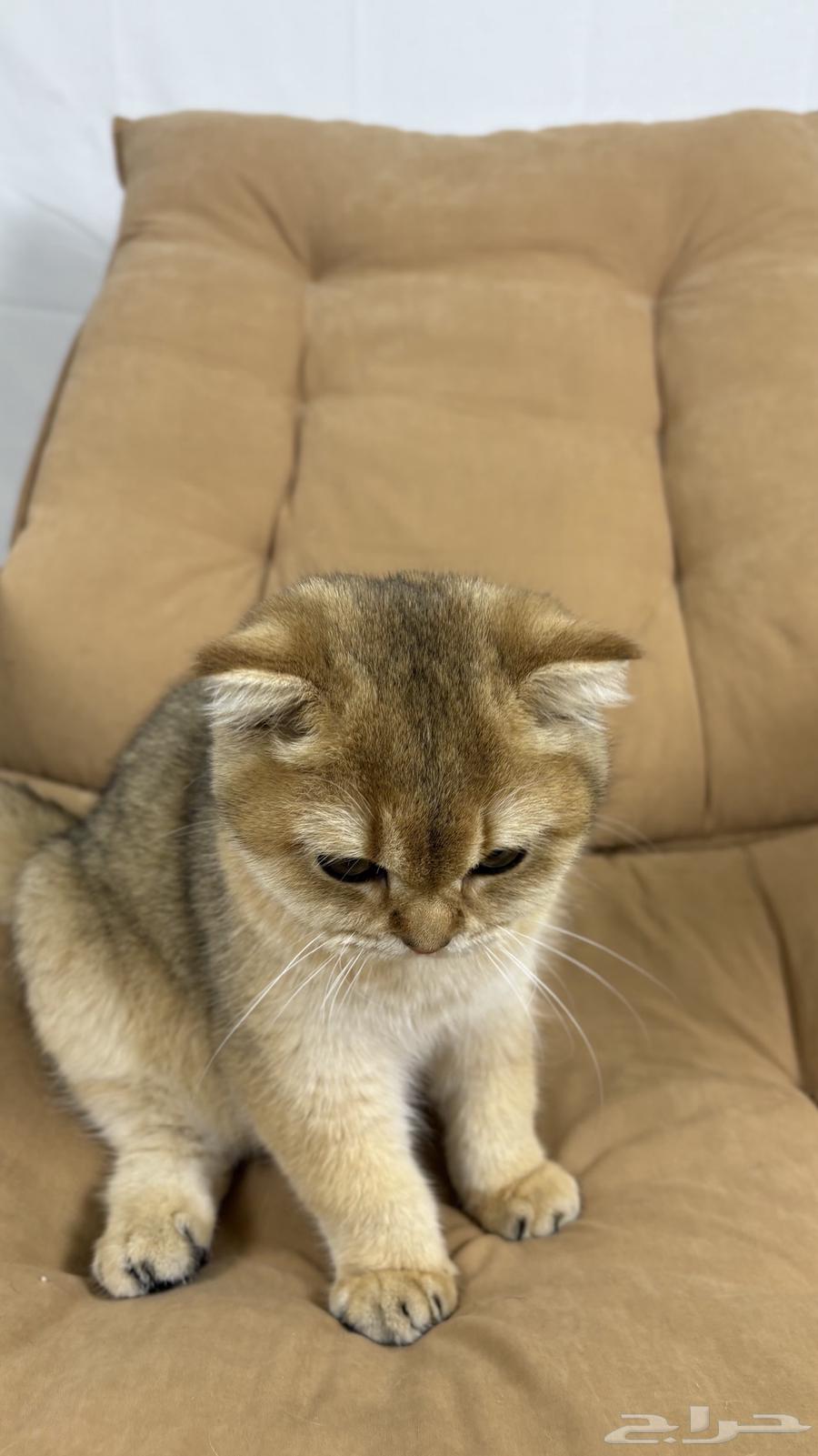 قط سكوتش منشيكن للبيع64502955037698113