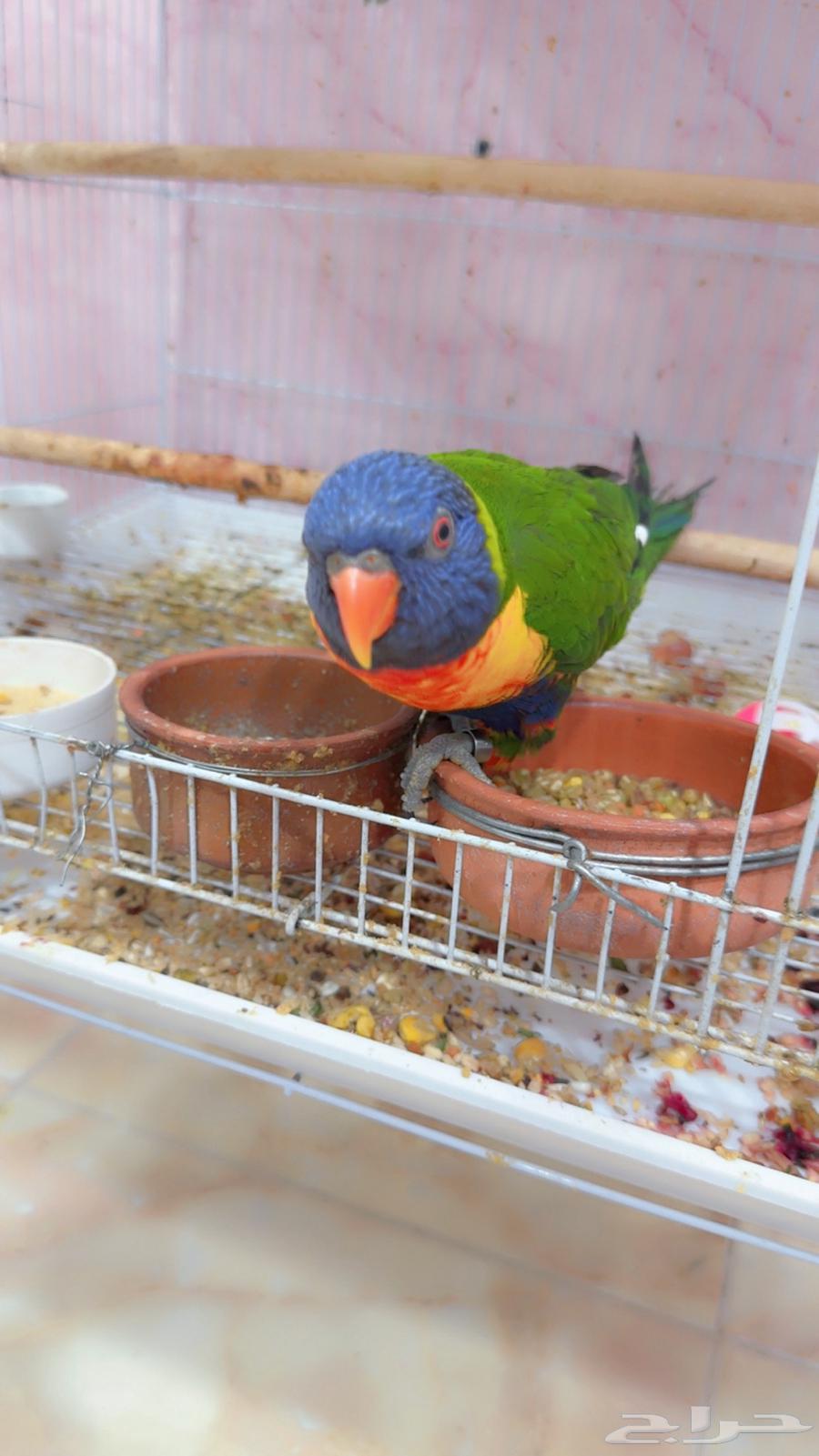 Lori64503404467329110