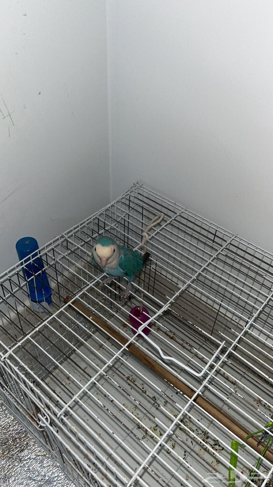 ببغاء روز للبيع عمره 7اشهر اليف64509588476035114