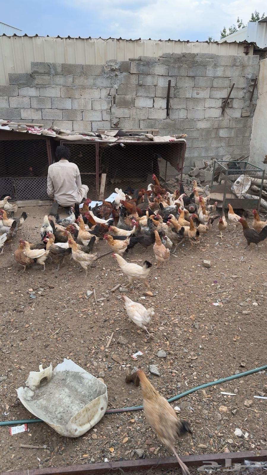 دجاج بلدي للبيع64510577382273112