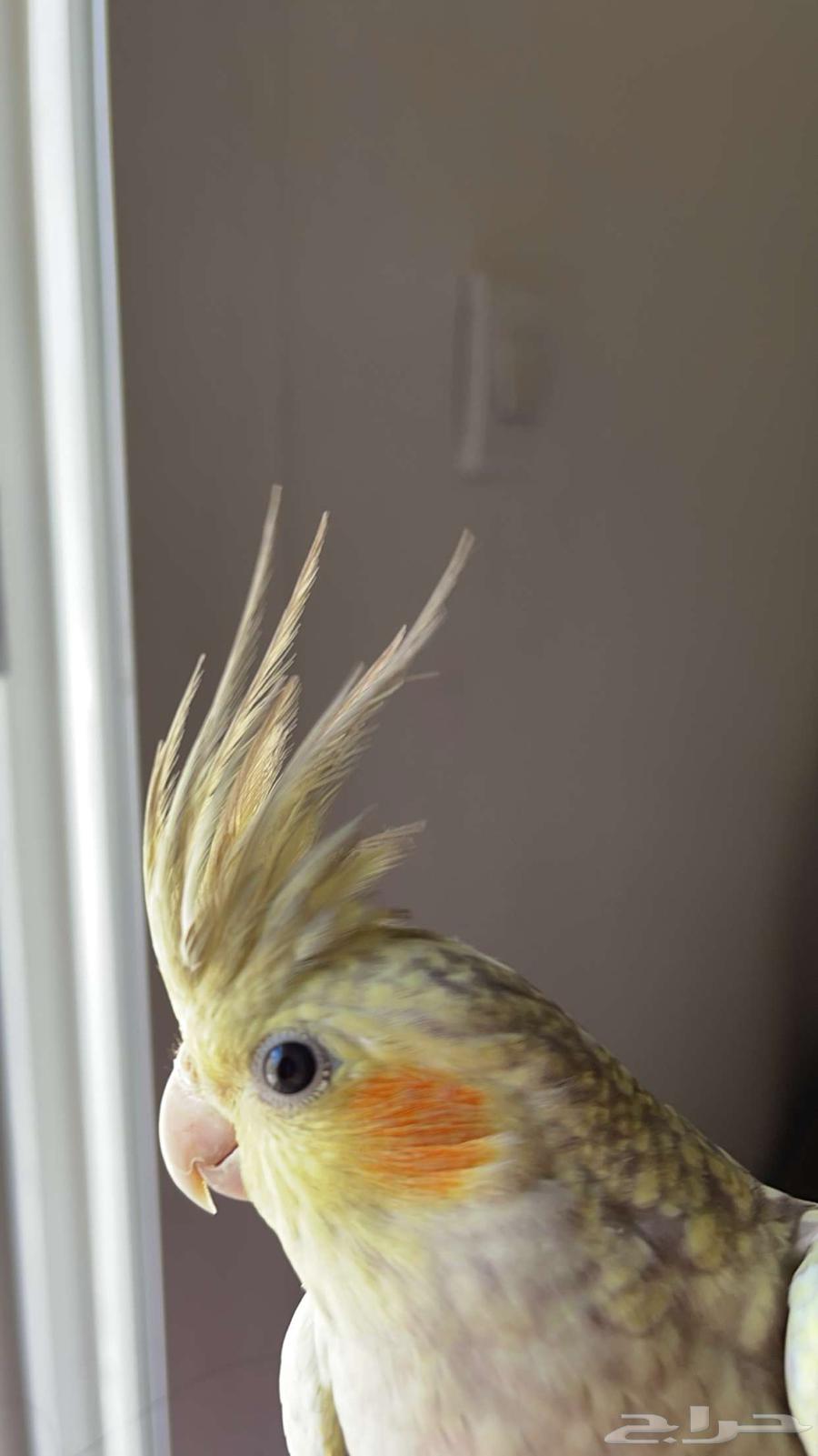 كروان اليف فيه خوف شوي64507963499395112