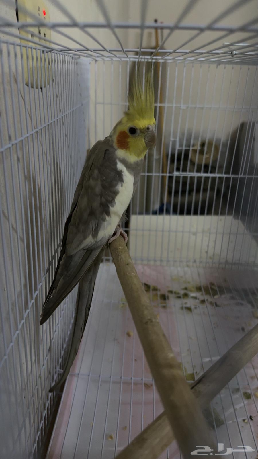 للبيع كروان64508943731714110