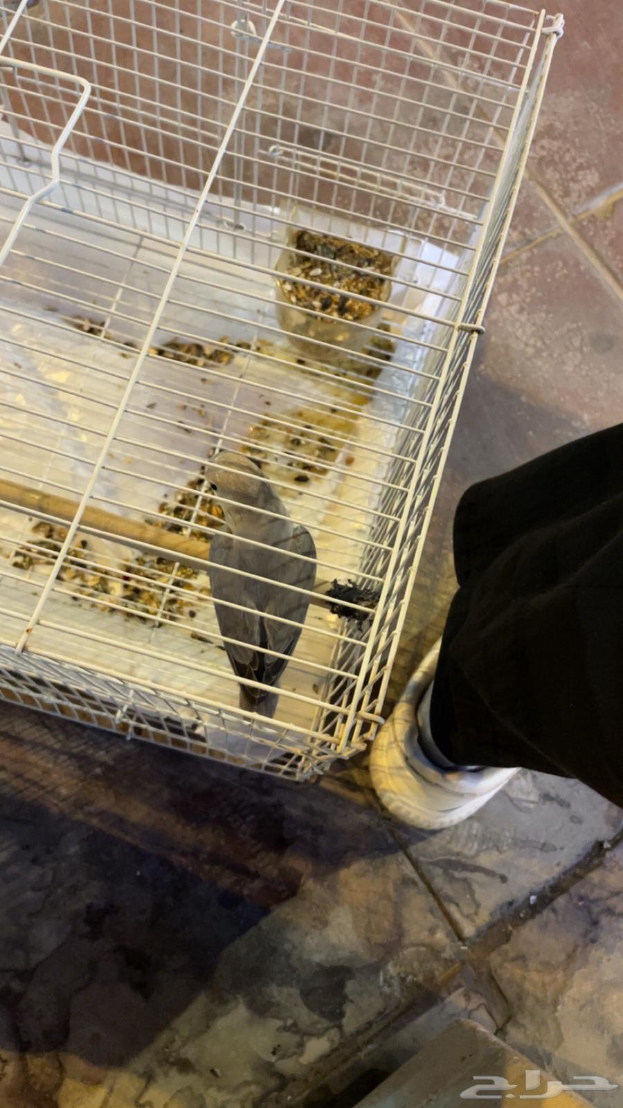 روز أليف أنثى64505370859522111