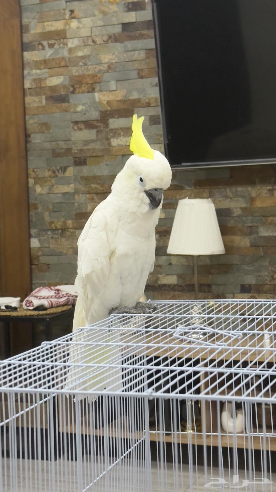 كوكاتو سلفر ( 9شهور ) تم البيععع64506760814723110