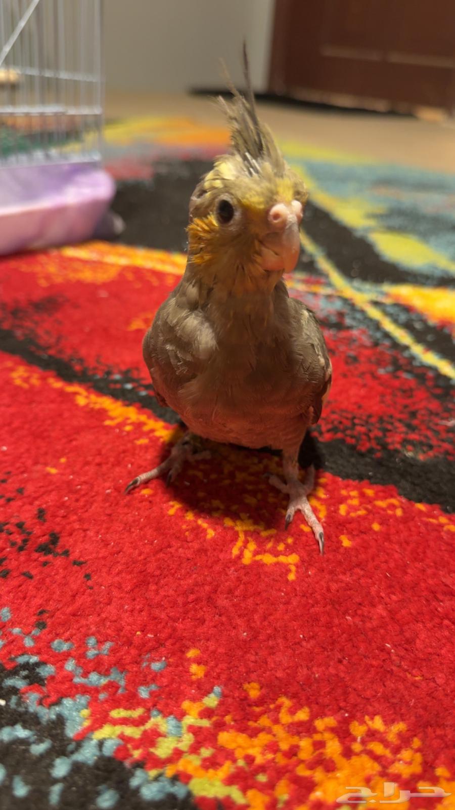 كوكتيل كروان راح لصاحب نصيبه64508845454851111