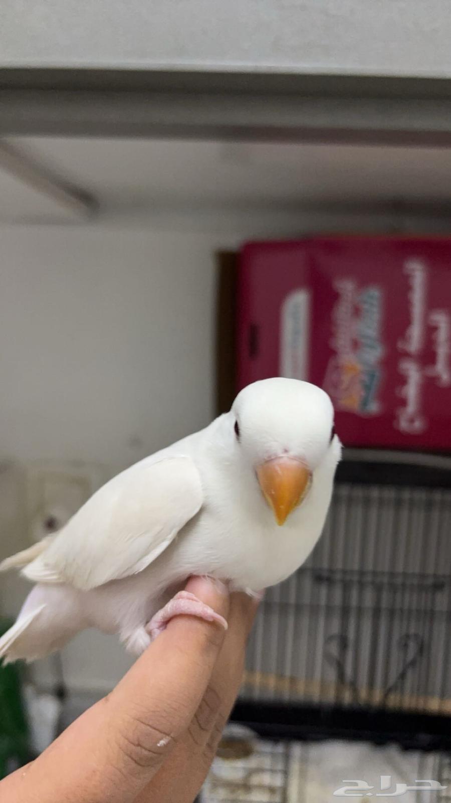 فرخ البينو روز64510577341825111