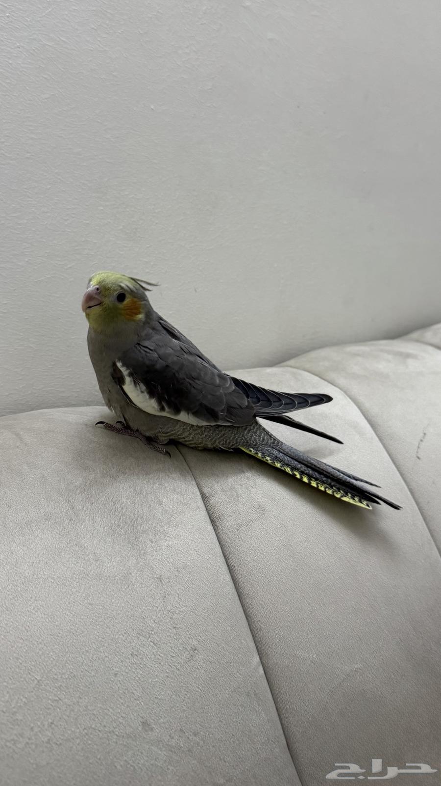 فروخ كروان ( تم البيع)64506746485761112