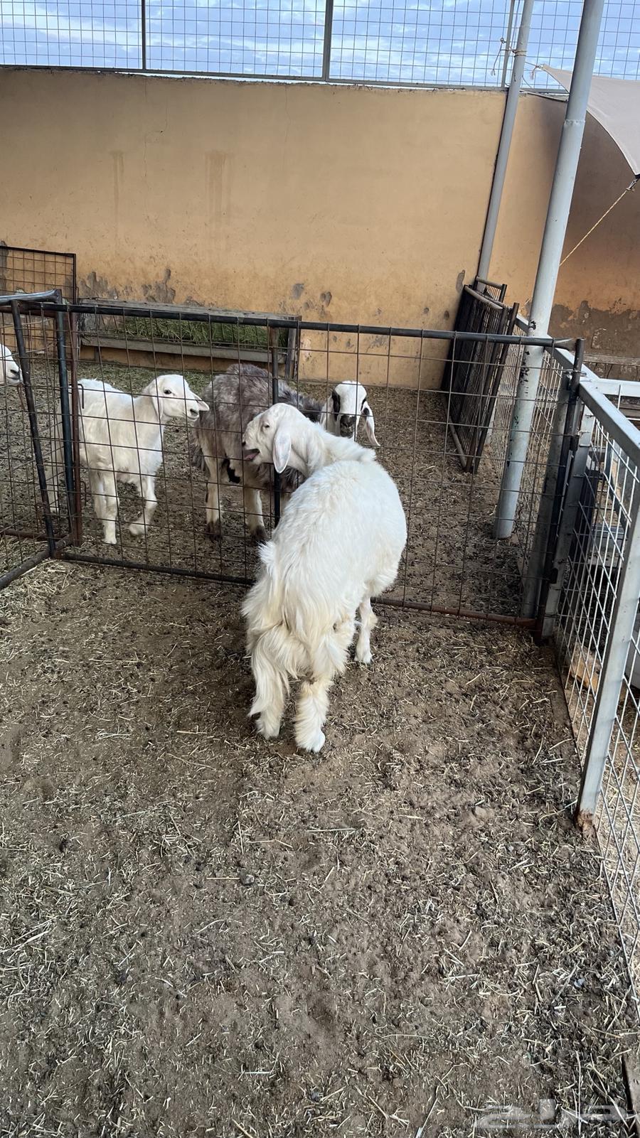 طلي حري فاخر ذبيحه64504489744513111