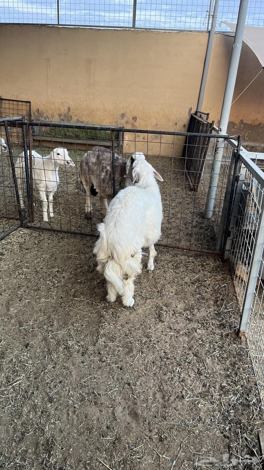 طلي حري فاخر ذبيحه64504489744513110