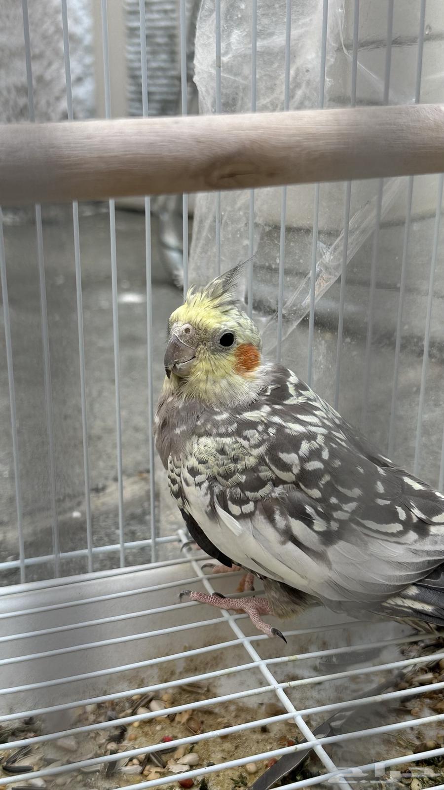 للبيع كروان فرخ64503871031299111