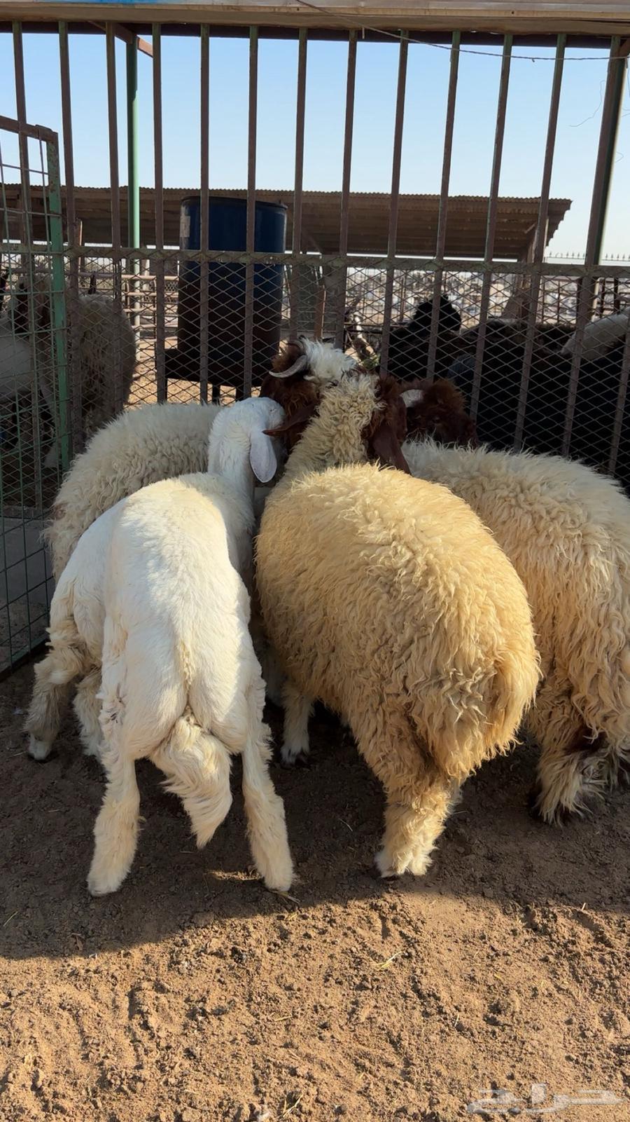 هرافي و جذعان بلدي البلدي64510324227713110