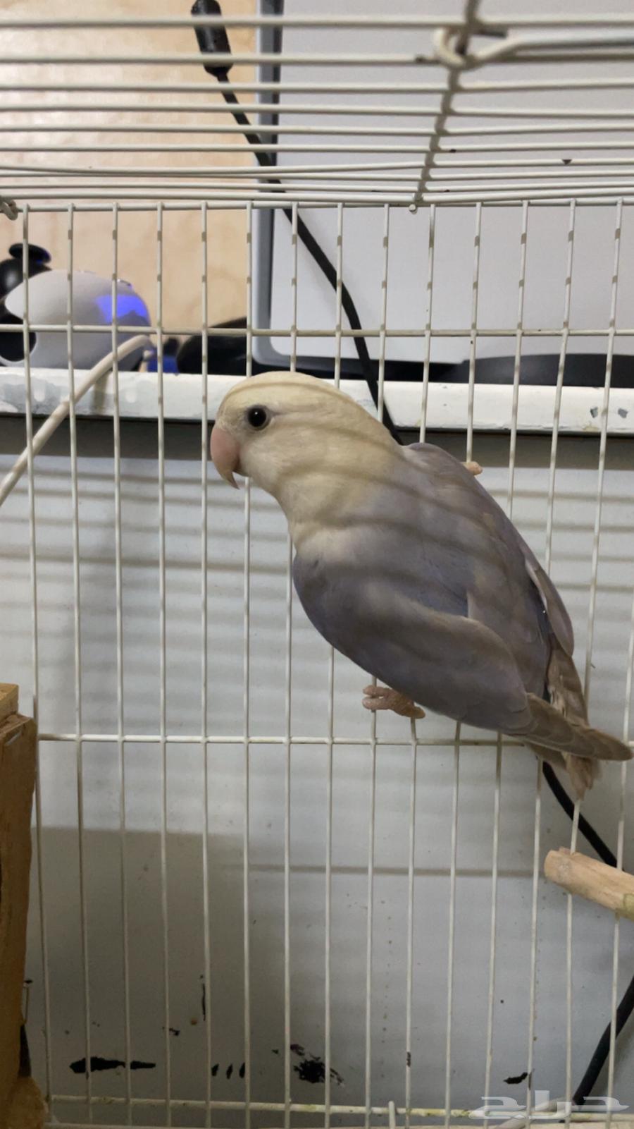 روز أليف أنثى64505370859522110