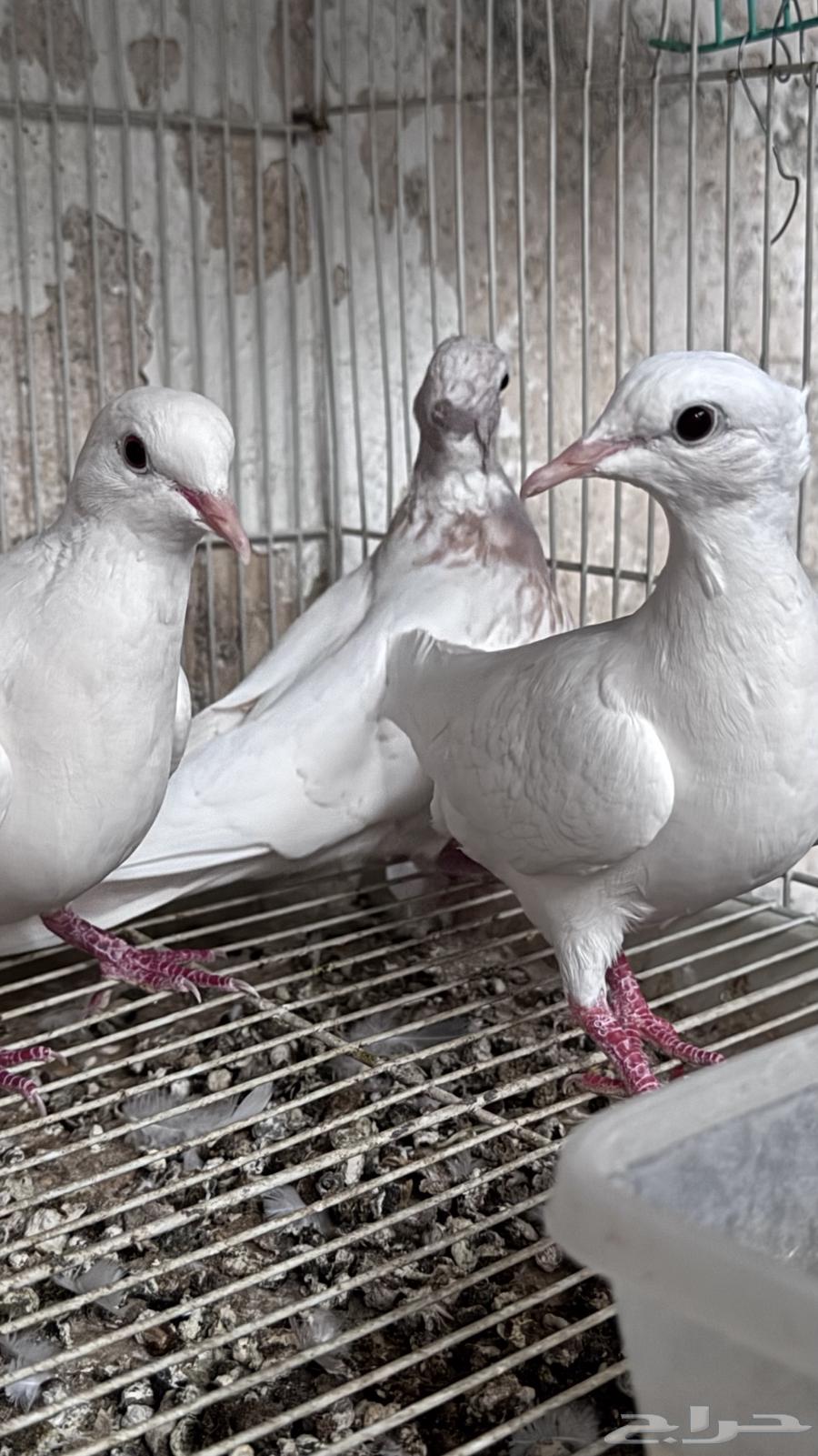 للبيع جوز قمري هولندي مع انتاجة64507949653633111