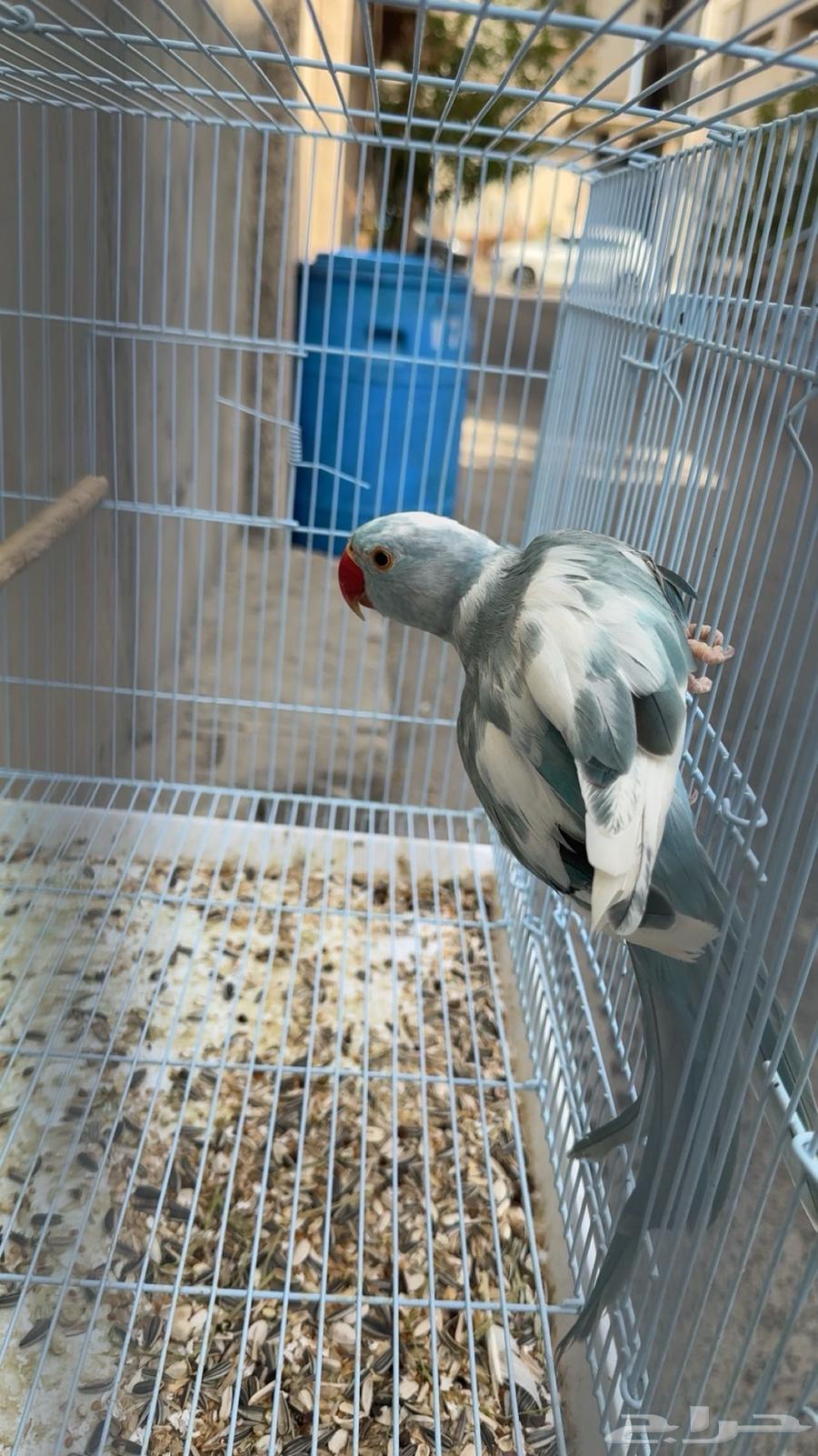 Zakher Al-Derah Al-Abraq64508761329282110