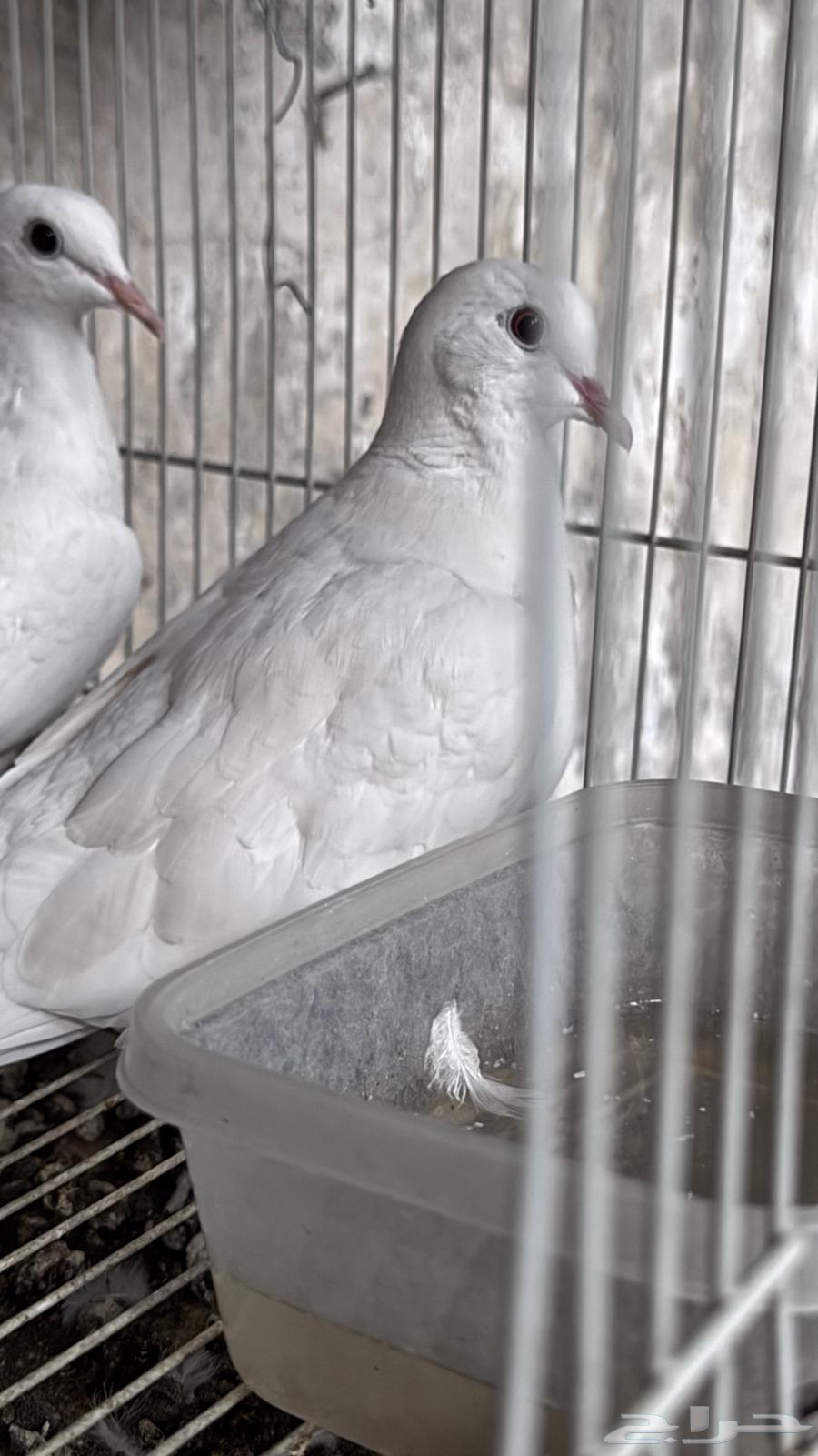 للبيع جوز قمري هولندي مع انتاجة64507949653633114