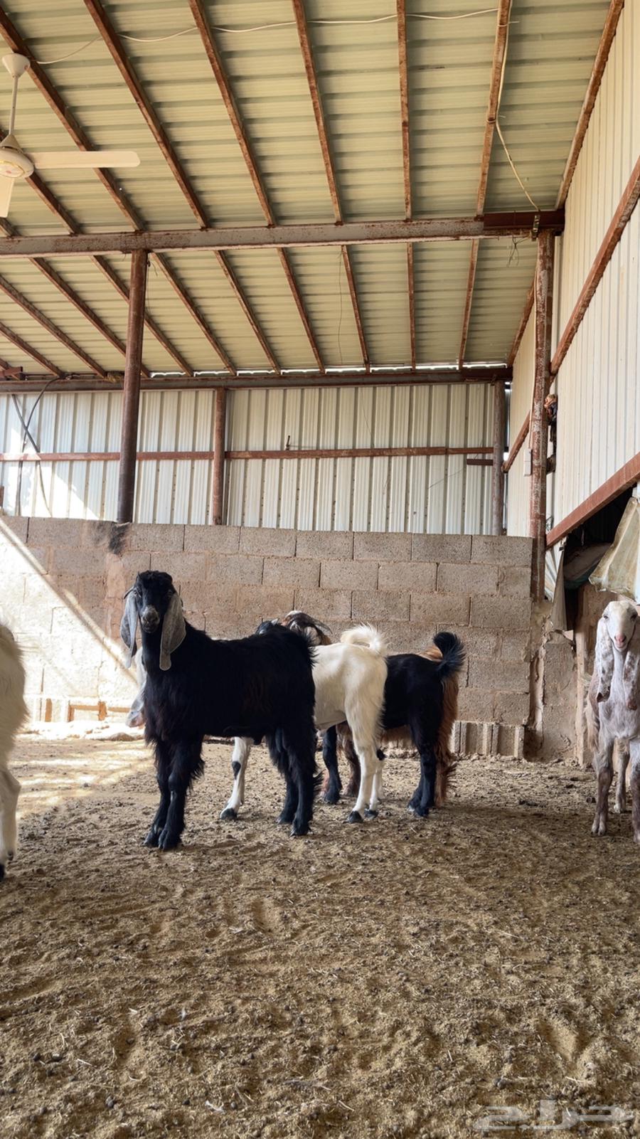 ذبايح تيوس مغلقه للبيع64418594259203114