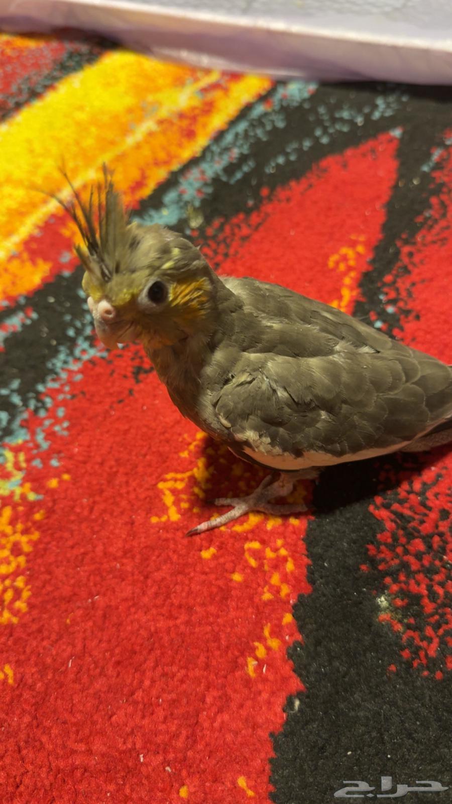 كوكتيل كروان راح لصاحب نصيبه64508845454851113