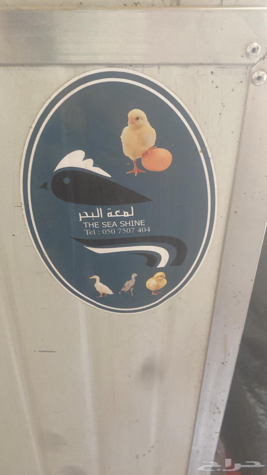 فقاسه تشيل حول 40064506034878337110