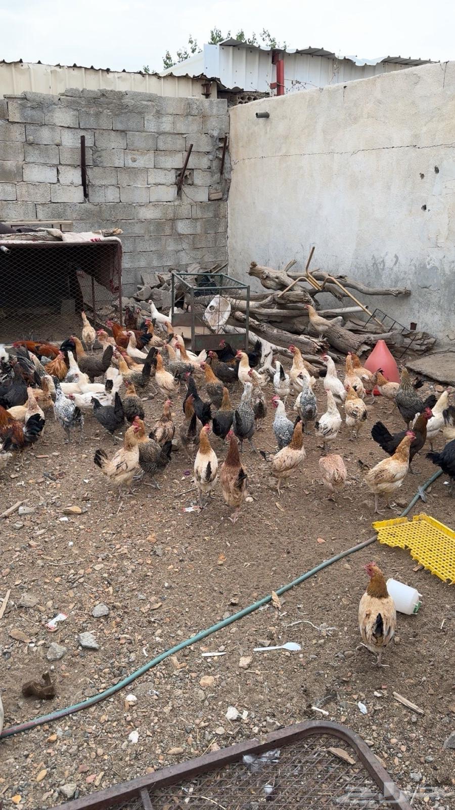 دجاج بلدي للبيع64510577382273111