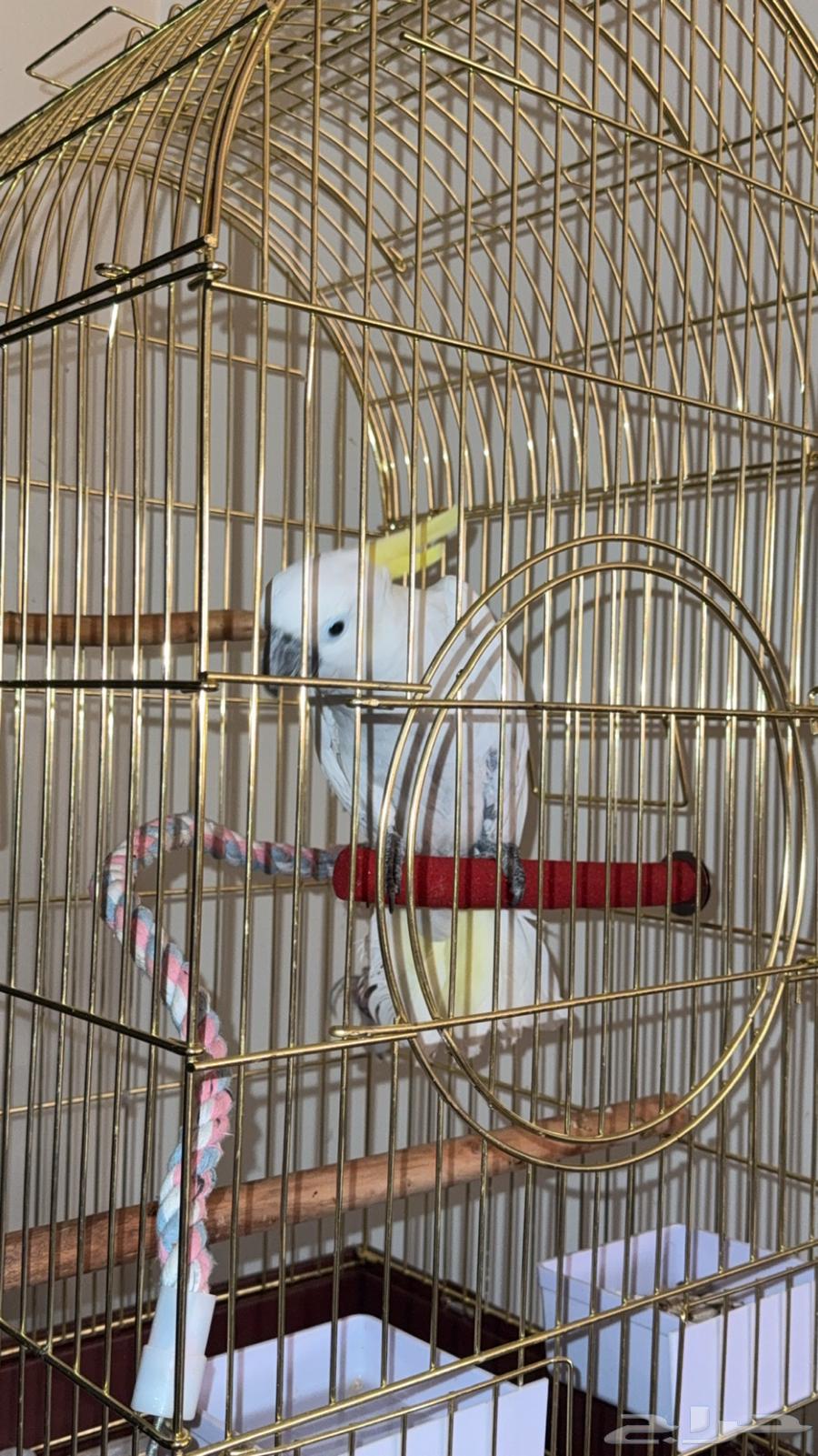 تم البيع64506718173186111