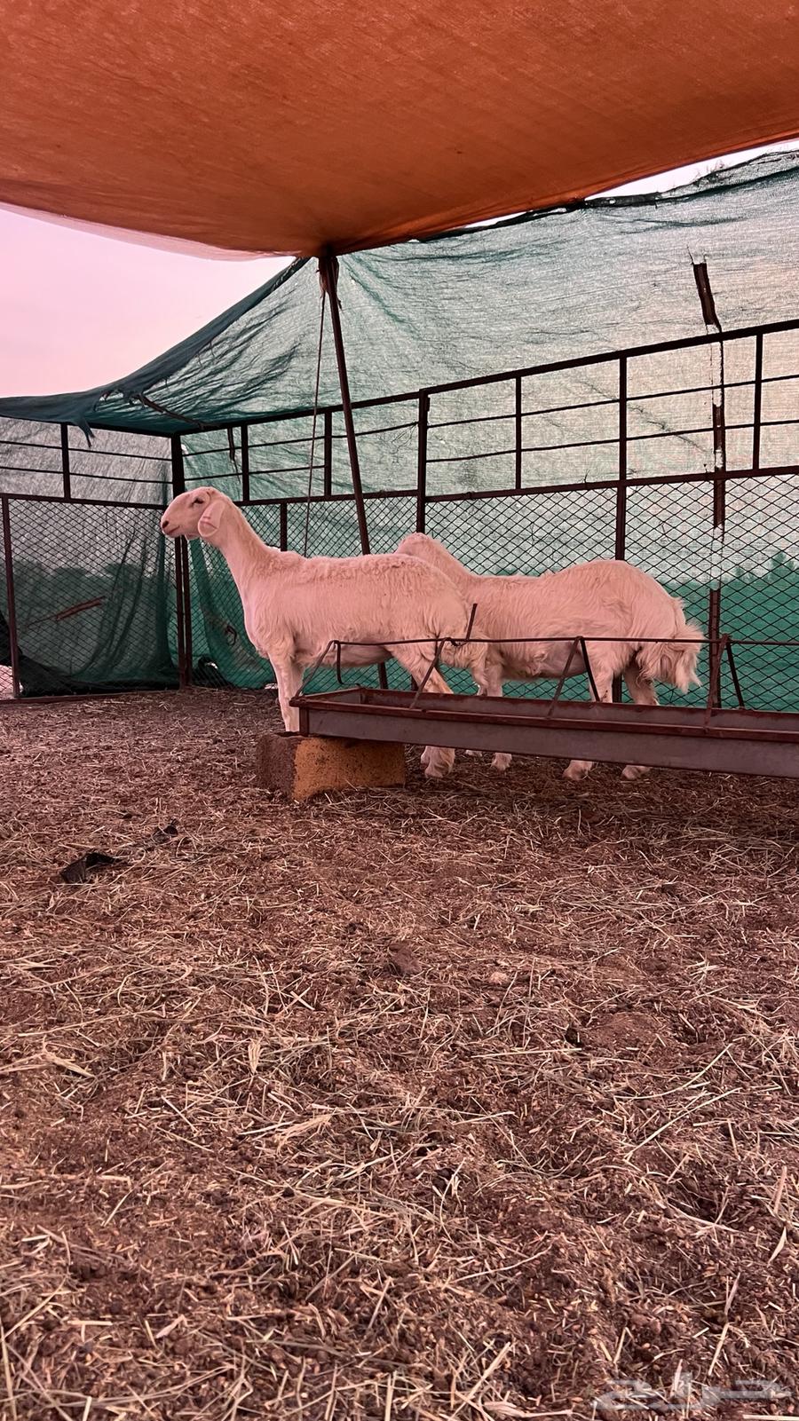 للبيع رخال حريات64515864158081114