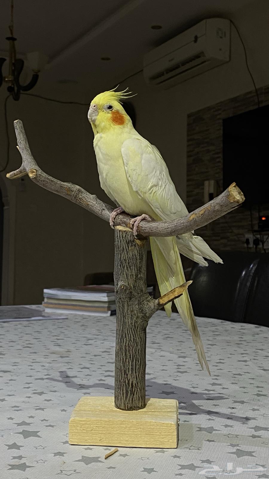 كروان لاتينو64505550308865110