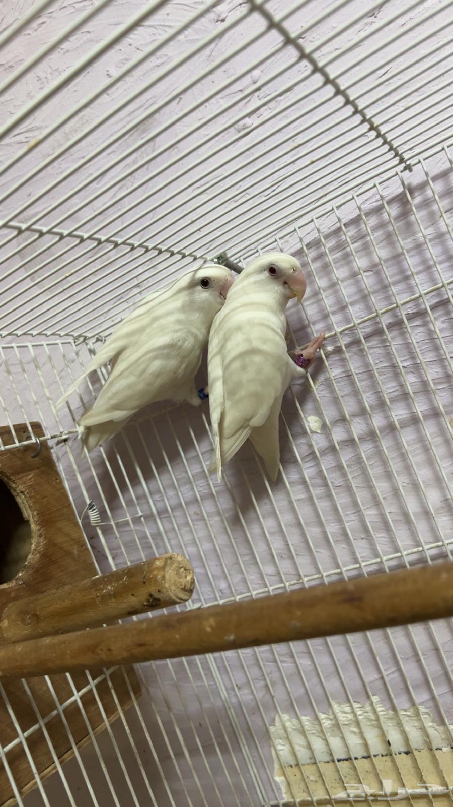 اجوز منتجه صحه ونضافه64508887791491113