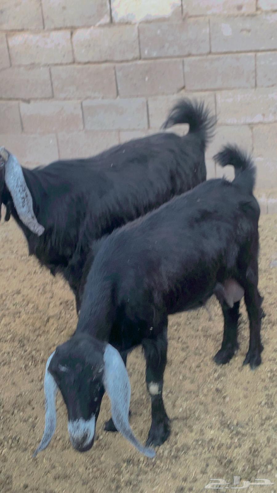 البيع عنز64507667807235111