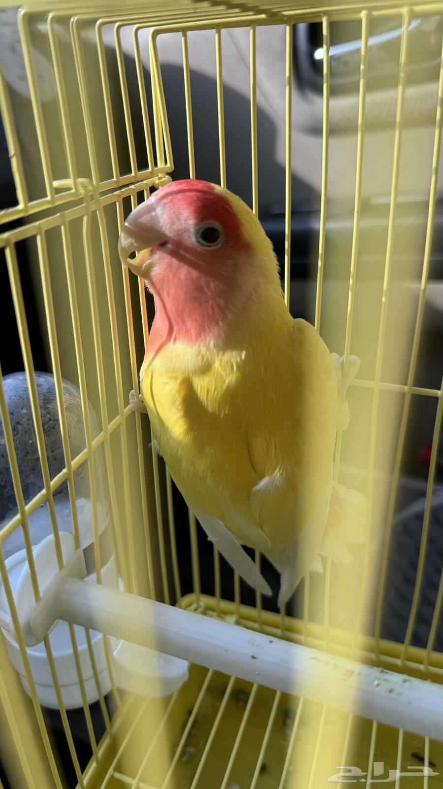 Bird of the Day64503623465603110