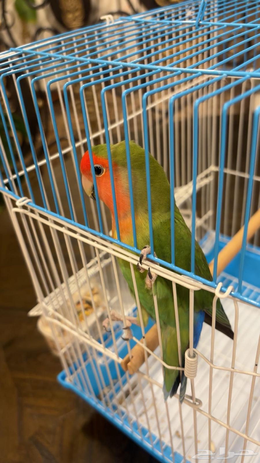 Alif's Bird64508705564673110