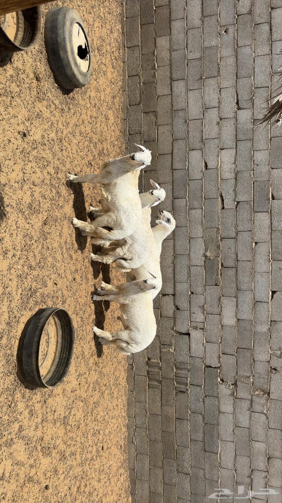 طليان ذبايح طيبه64504983911555110