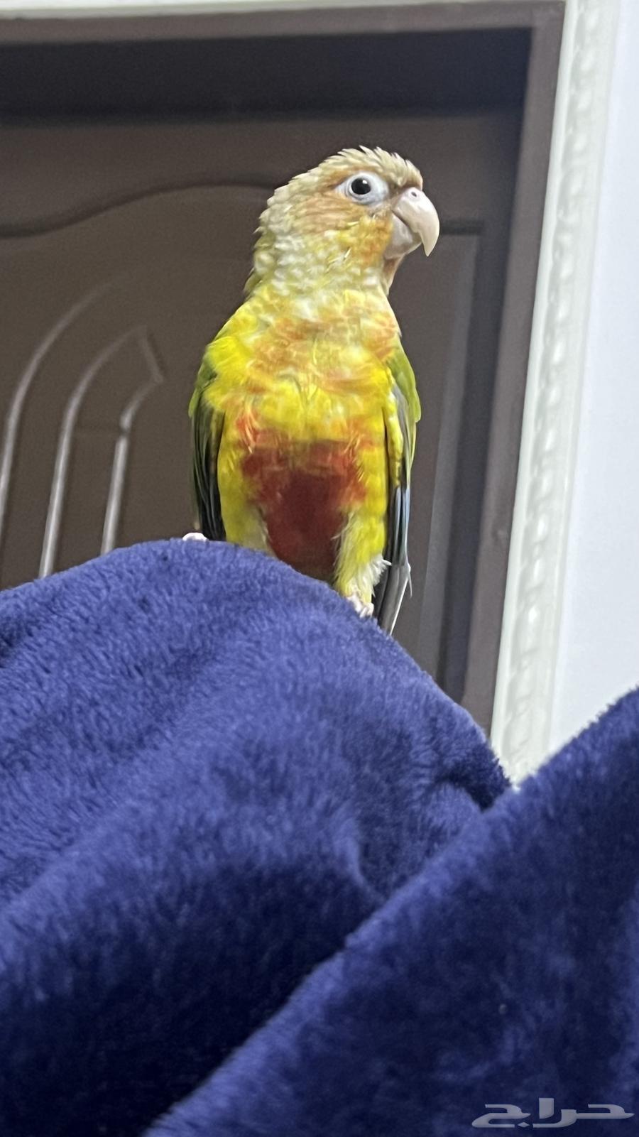 كنيور اليف جدا وهدد يحب صاحبه عمره 7 شهور64503241064707110