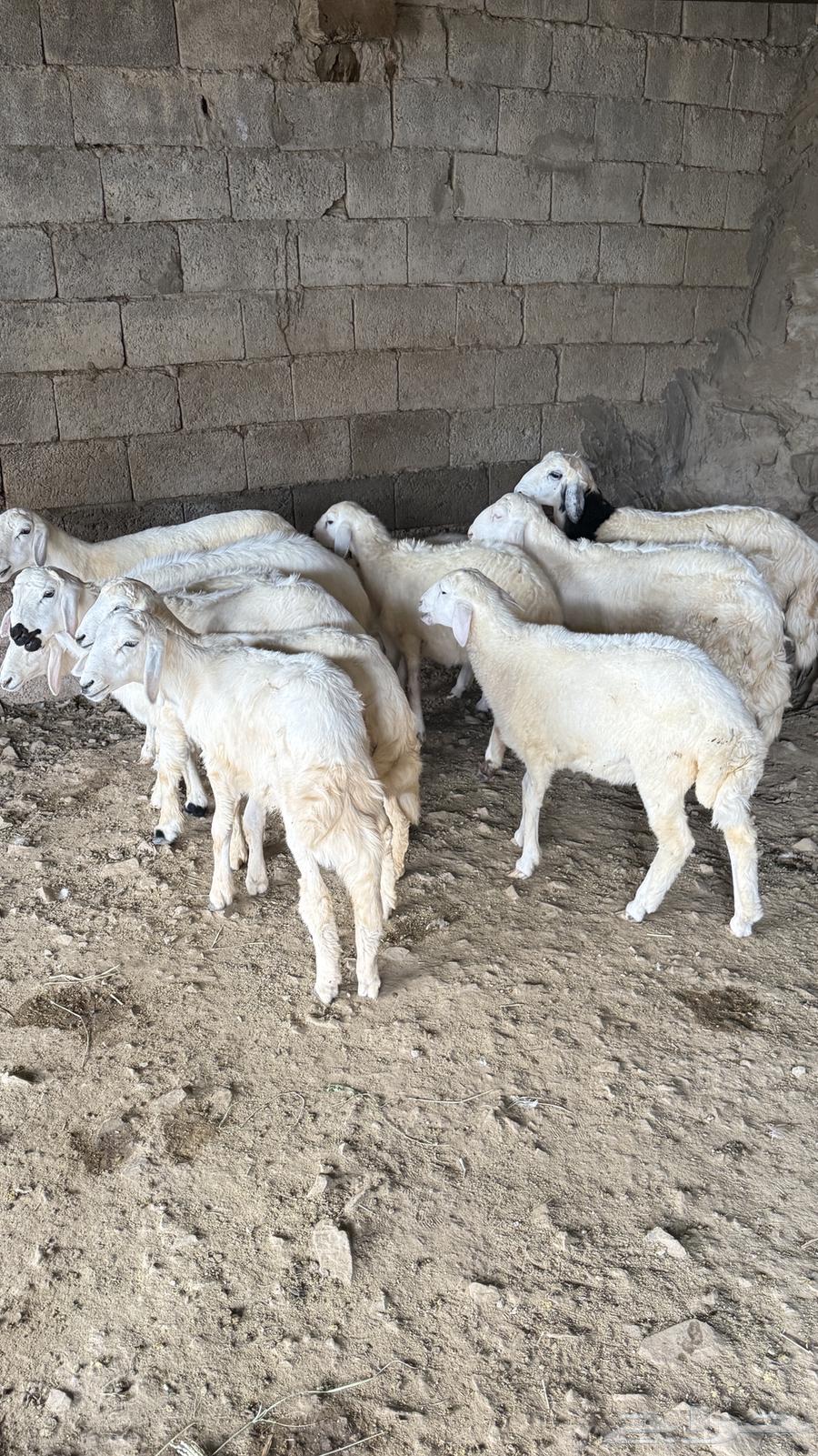 5 طليان و6 رخال64507445550466110