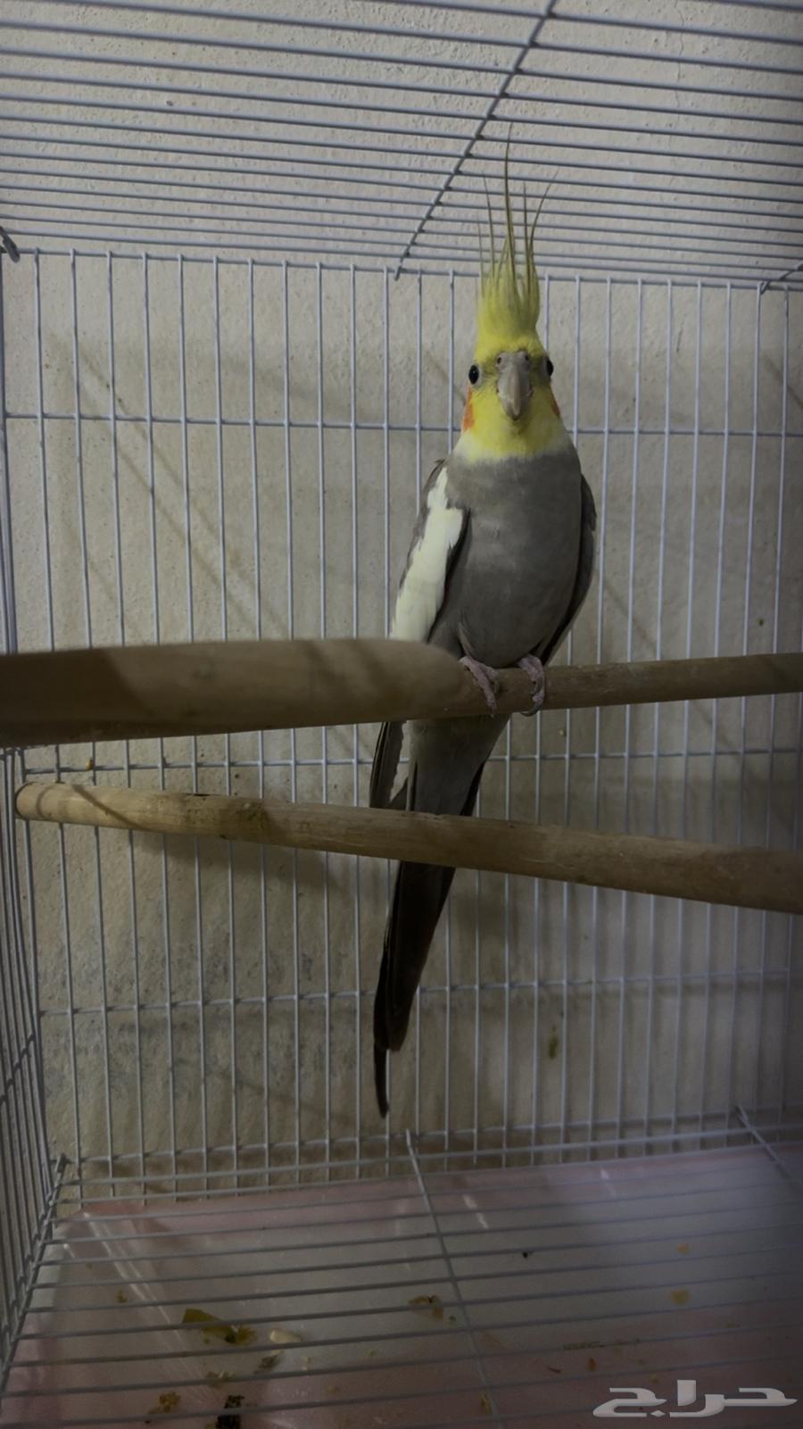 للبيع كروان64508943731714111