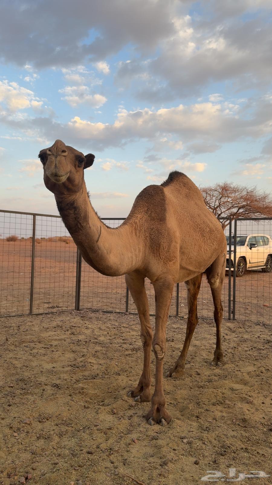 ناقة صفرا طيبه للبيع64506146462595110