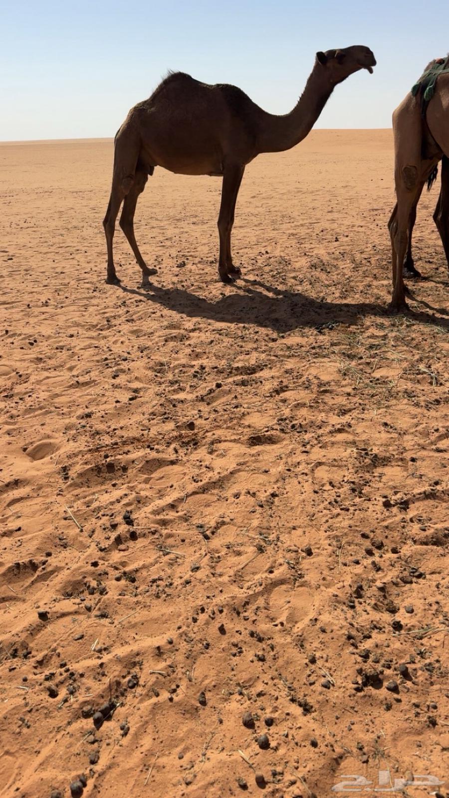 ضروبه للبيع64508312992897110