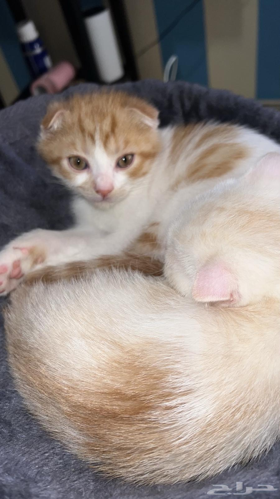 قط سكوتش فولد ذكر للبيع64504983904385110