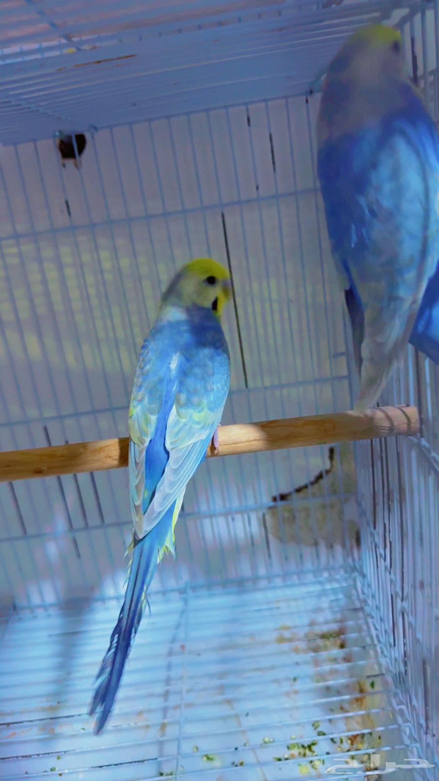 زوج بادجي رينبو64509363750914111