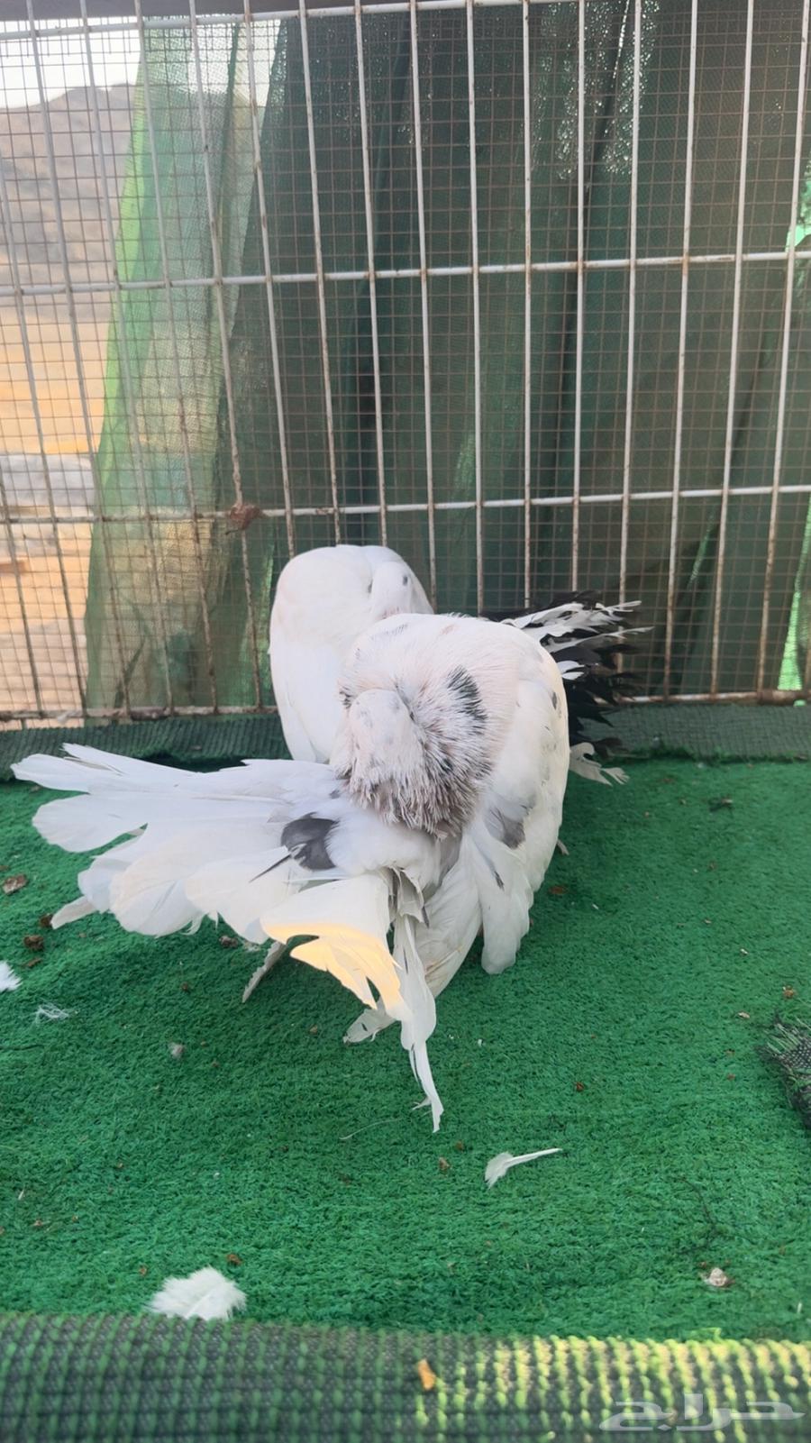 رقاص هولندي فناتيل64504517473794110