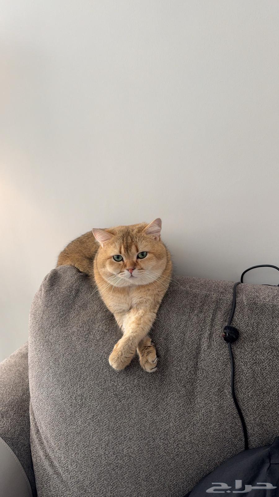 Scotch Cat for Breeding64507529243395110