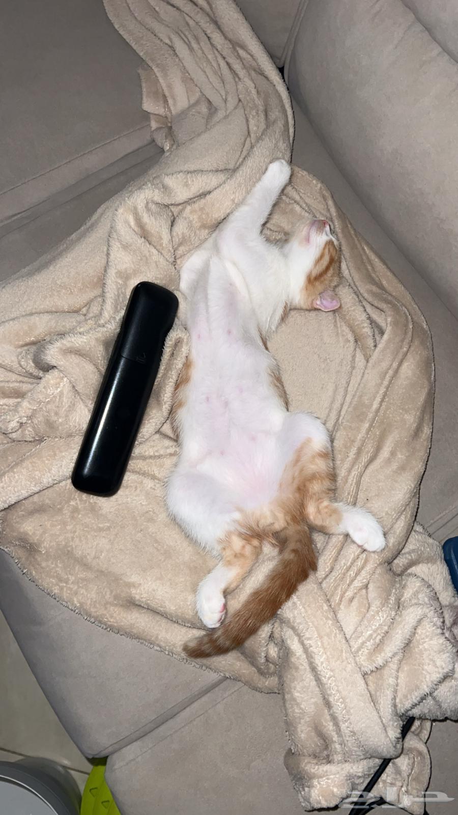 قط سكوتش فولد ذكر للبيع64504983904385112