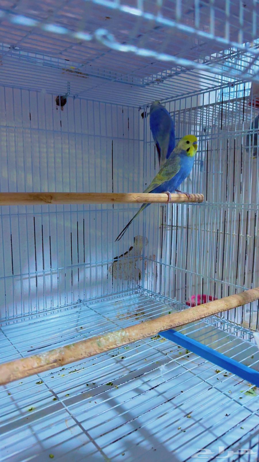 زوج بادجي رينبو64509363750914110