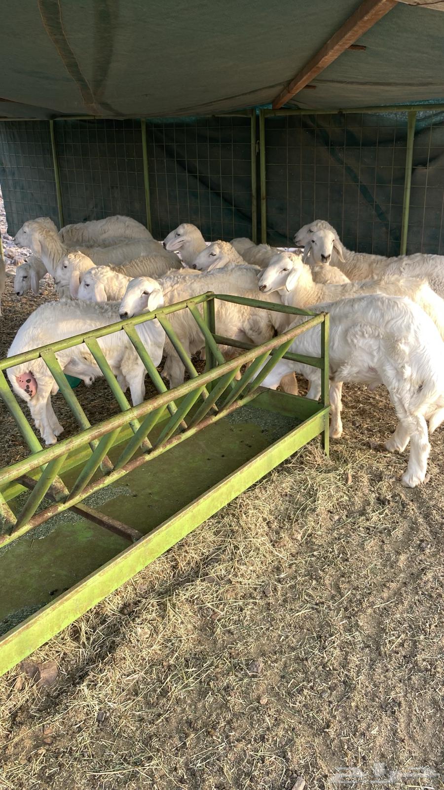 طلين للبيع64484307770243111