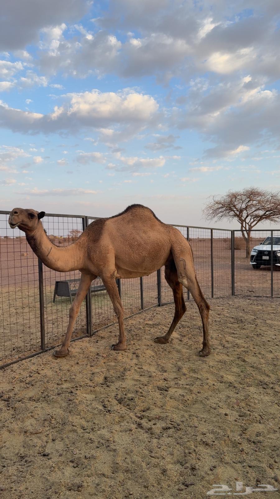 ناقة صفرا طيبه للبيع64506146462595111