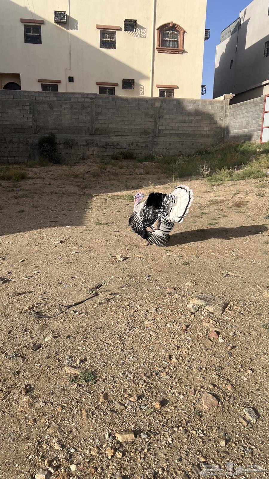 تم البيع64497648319106111