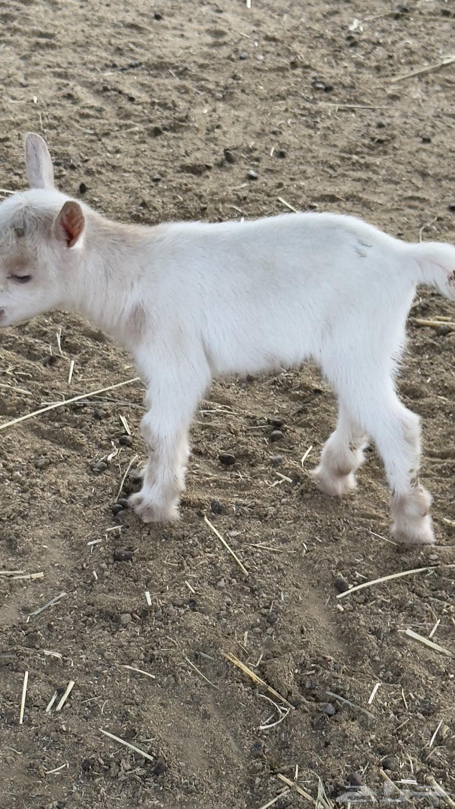 Dwarf goat64505791116673111